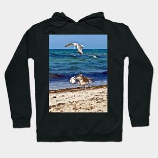 Seagulls screaming Hoodie